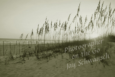 Sea Oats - Aged B&W
